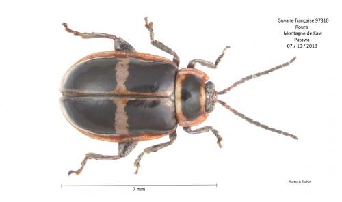 Omophoita clerica